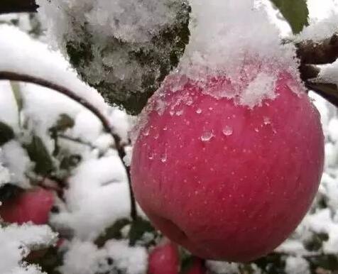 静宁片红苹果