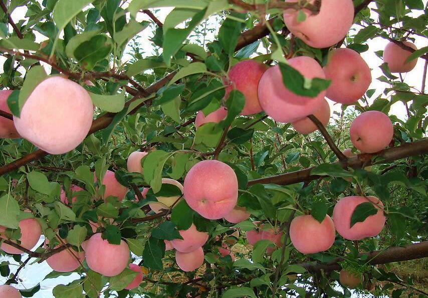 红富士苹果的生长习性