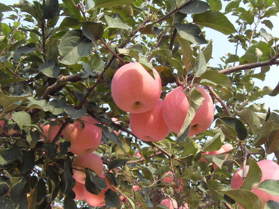 红富士苹果栽培技术