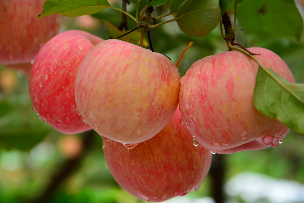 常吃静宁红富士苹果的十大好处，苹果的营养价值分析