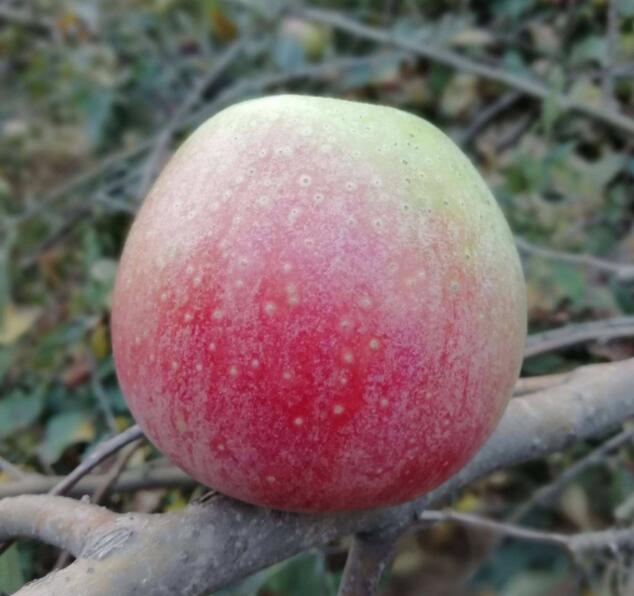 静宁县秦冠苹果种植需平整土地、选好砧木、选用良种