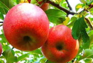 静宁秦冠苹果产地批发，直销，秦冠苹果的特点