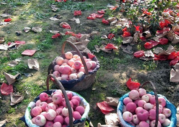 静宁苹果销售