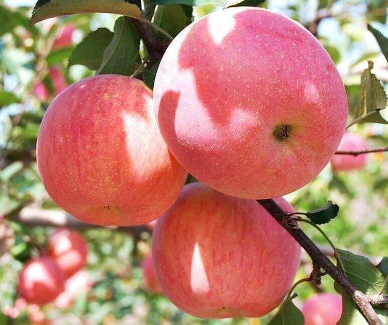 10月10日甘肃平凉静宁苹果价格