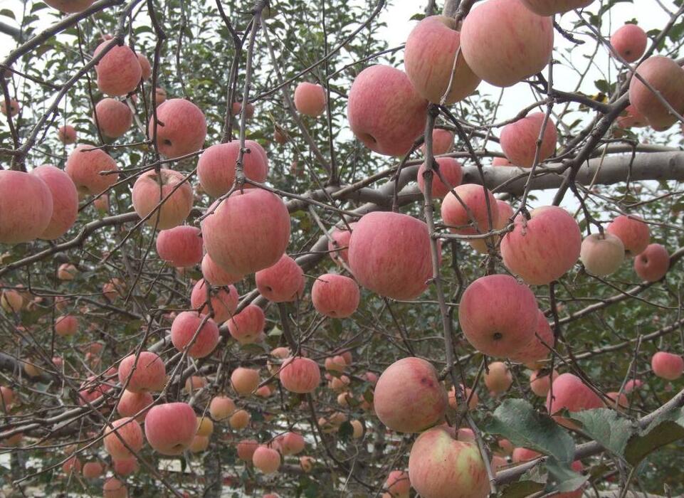 11月3日甘肃静宁红富士苹果价格